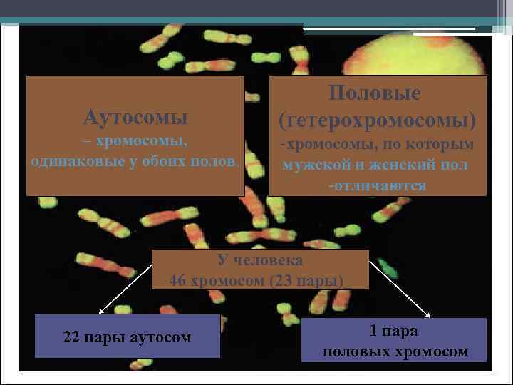 Хромосомы Аутосомы – хромосомы, одинаковые у обоих полов. Половые (гетерохромосомы) -хромосомы, по которым мужской