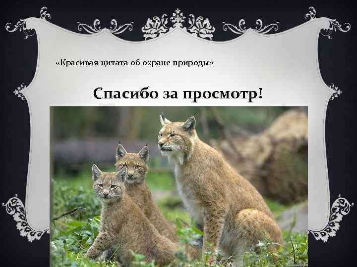  «Красивая цитата об охране природы» Спасибо за просмотр! 