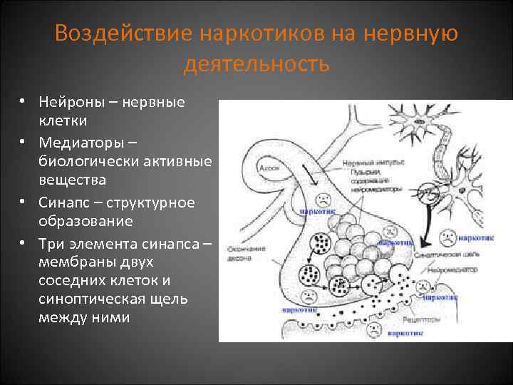 Воздействие наркотиков на нервную деятельность • Нейроны – нервные клетки • Медиаторы – биологически