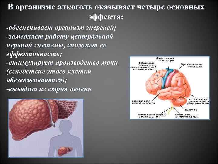 В организме алкоголь оказывает четыре основных эффекта: -обеспечивает организм энергией; -замедляет работу центральной нервной