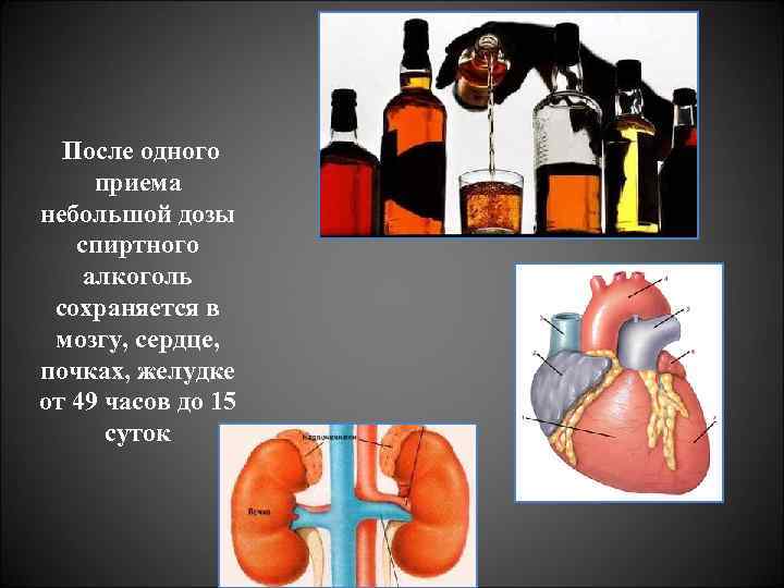 После одного приема небольшой дозы спиртного алкоголь сохраняется в мозгу, сердце, почках, желудке от