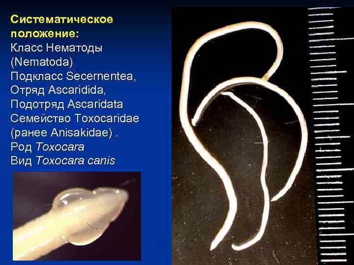 Систематическое положение: Класс Нематоды (Nematoda) Подкласс Secernentea, Отряд Ascaridida, Подотряд Ascaridata Семействo Toxocaridae (ранее