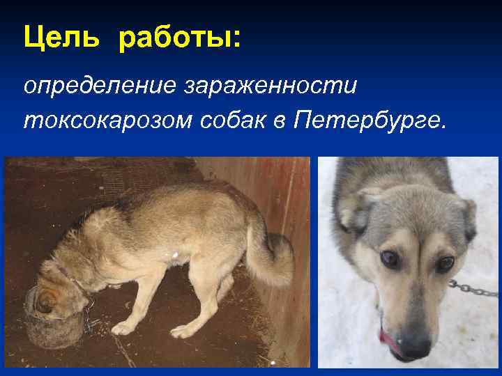Цель работы: определение зараженности токсокарозом собак в Петербурге. 