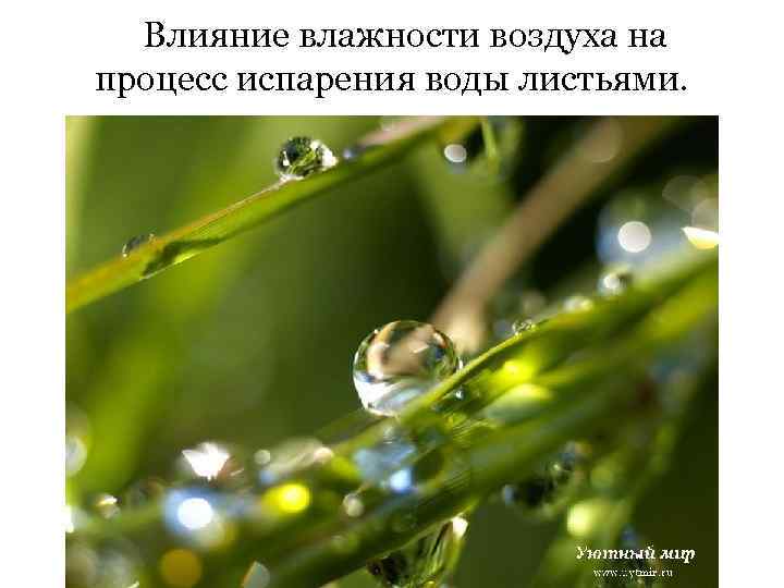 Влияние влажности воздуха на процесс испарения воды листьями. 