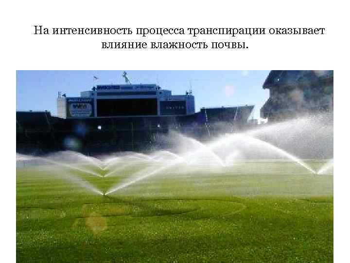 На интенсивность процесса транспирации оказывает влияние влажность почвы. 