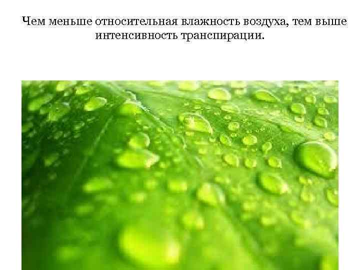 Чем меньше относительная влажность воздуха, тем выше интенсивность транспирации. 
