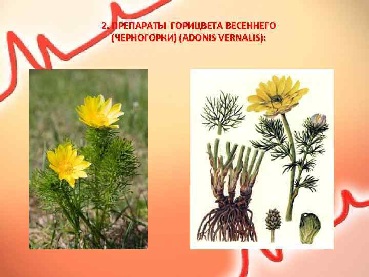 2. ПРЕПАРАТЫ ГОРИЦВЕТА ВЕСЕННЕГО (ЧЕРНОГОРКИ) (ADONIS VERNALIS): 