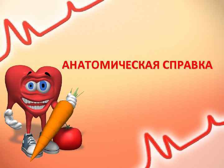 АНАТОМИЧЕСКАЯ СПРАВКА 