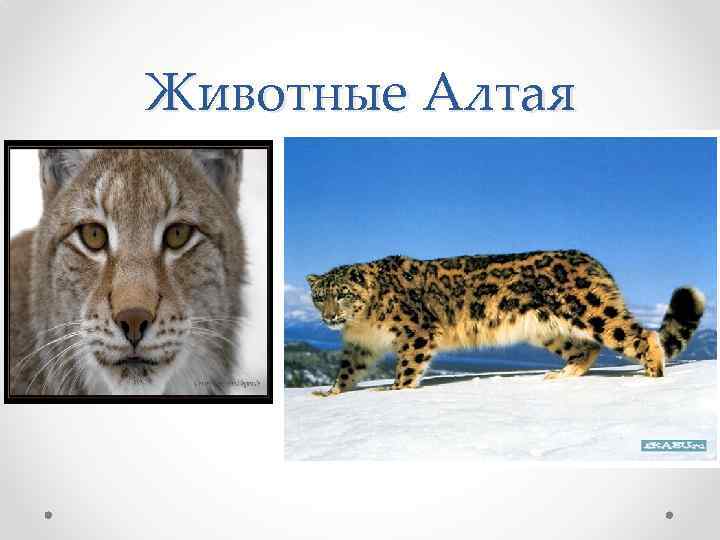Животные Алтая 