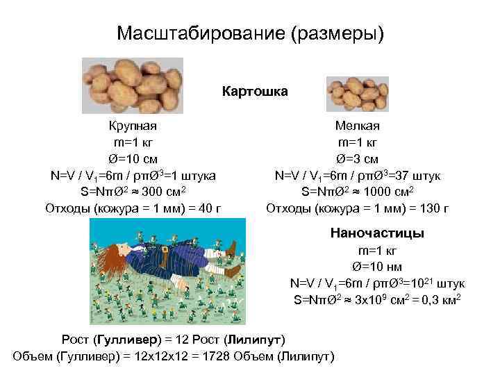 Масштабирование (размеры) Картошка Крупная m=1 кг Ø=10 см N=V / V 1=6 m /