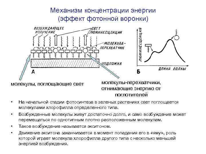 Механизм концентрации энергии (эффект фотонной воронки) молекулы, поглощающие свет • • молекулы-перехватчики, отнимающие энергию