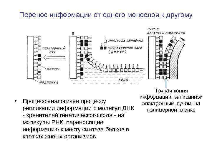 Перенос информации от одного монослоя к другому • Процесс аналогичен процессу репликации информации с