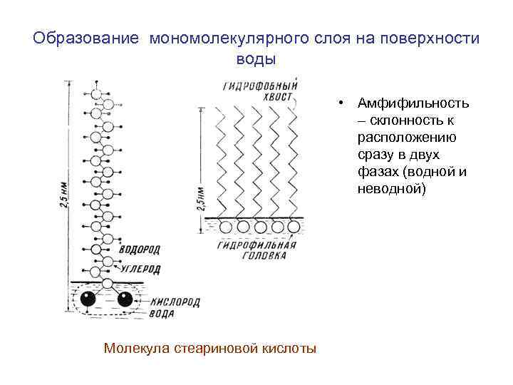 Образование мономолекулярного слоя на поверхности воды • Амфифильность – склонность к расположению сразу в