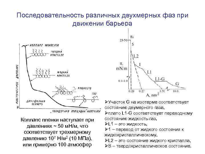 Последовательность различных двухмерных фаз при движении барьера Коллапс пленки наступает при давлениях ~ 50