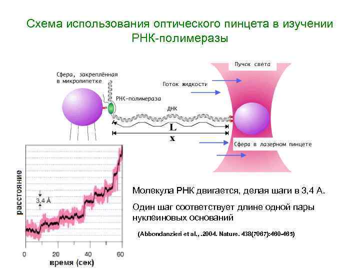 Схема использования оптического пинцета в изучении РНК-полимеразы Молекула РНК двигается, делая шаги в 3,