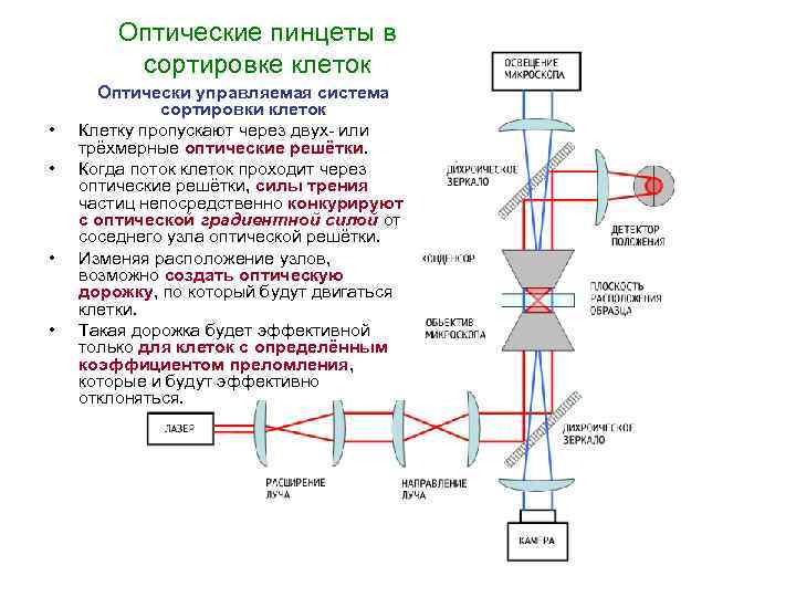 Оптические пинцеты в сортировке клеток • • Оптически управляемая система сортировки клеток Клетку пропускают