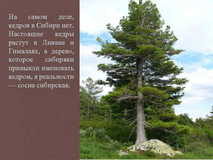 На самом деле, кедров в Сибири нет. Настоящие кедры растут в Ливане и Гималаях,