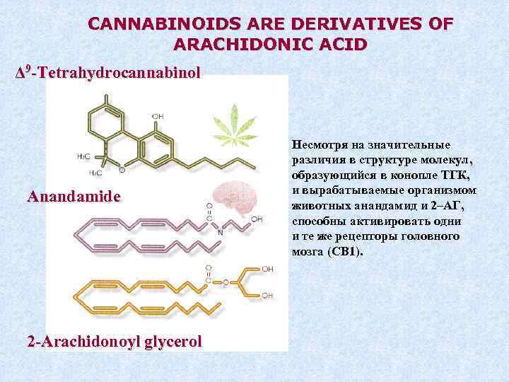 CANNABINOIDS ARE DERIVATIVES OF ARACHIDONIC ACID Δ 9 -Tetrahydrocannabinol Anandamide 2 -Arachidonoyl glycerol Несмотря
