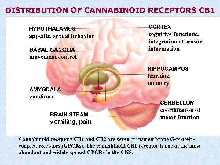 DISTRIBUTION OF CANNABINOID RECEPTORS CB 1 HYPOTHALAMUS appetite, sexual behavior BASAL GANGLIA CORTEX cognitive