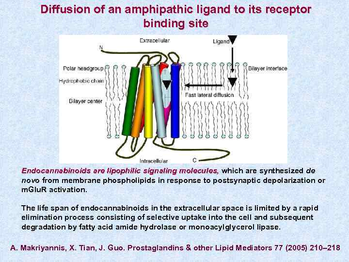 Diffusion of an amphipathic ligand to its receptor binding site Endocannabinoids are lipophilic signaling