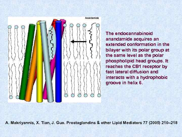 The endocannabinoid anandamide acquires an extended conformation in the bilayer with its polar group