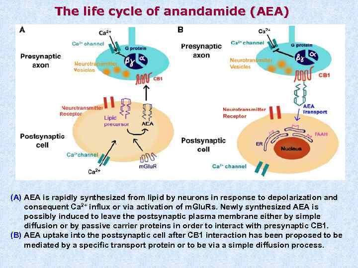 The life cycle of anandamide (AEA) (A) AEA is rapidly synthesized from lipid by