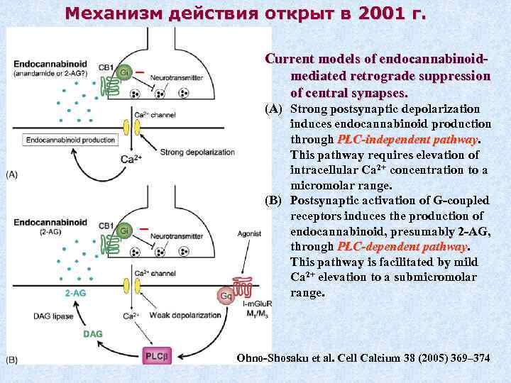 Механизм действия открыт в 2001 г. _ _ Current models of endocannabinoidmediated retrograde suppression