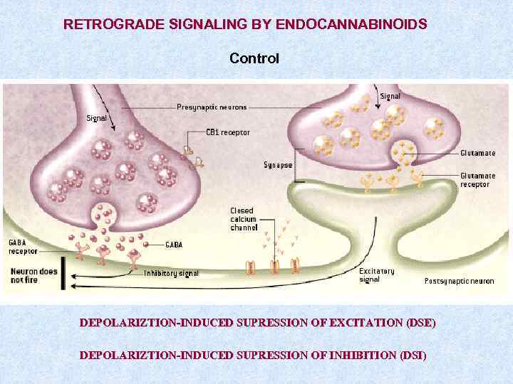 RETROGRADE SIGNALING BY ENDOCANNABINOIDS Control DEPOLARIZTION-INDUCED SUPRESSION OF EXCITATION (DSE) DEPOLARIZTION-INDUCED SUPRESSION OF INHIBITION