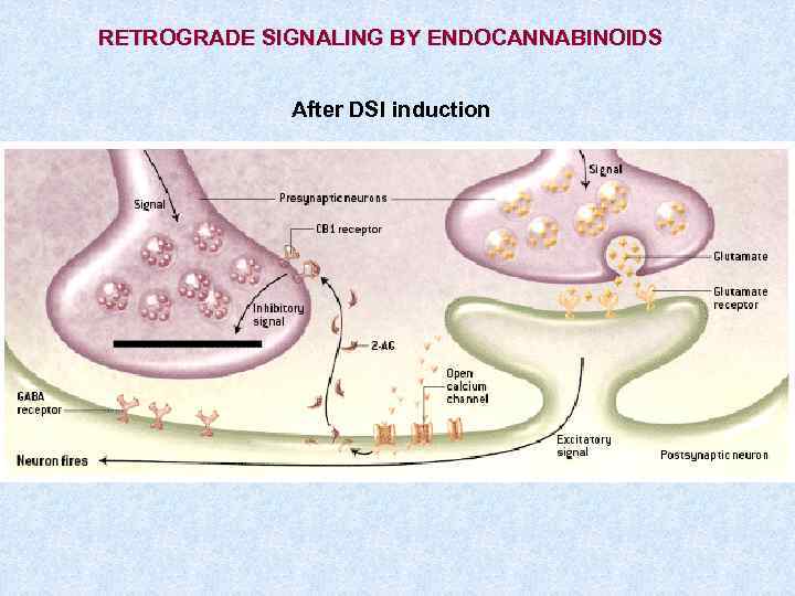 RETROGRADE SIGNALING BY ENDOCANNABINOIDS After DSI induction 