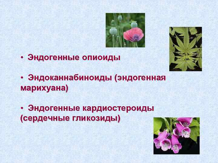  • Эндогенные опиоиды • Эндоканнабиноиды (эндогенная марихуана) • Эндогенные кардиостероиды (сердечные гликозиды) 