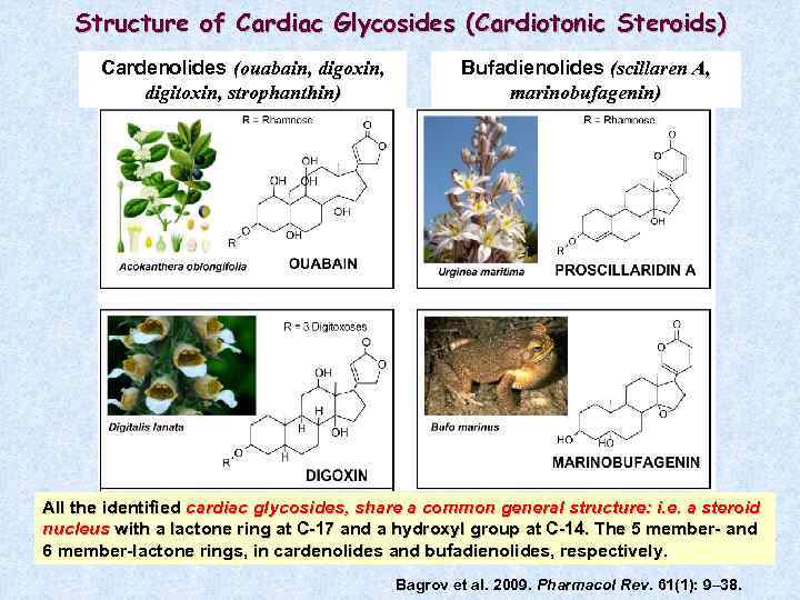 Structure of Cardiac Glycosides (Cardiotonic Steroids) Cardenolides (ouabain, digoxin, digitoxin, strophanthin) Bufadienolides (scillaren A,