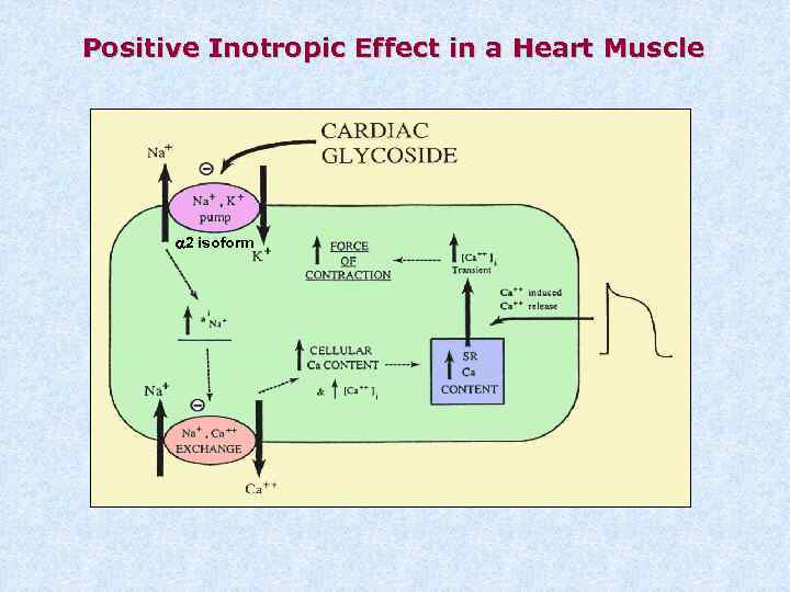 Positive Inotropic Effect in a Heart Muscle a 2 isoform 