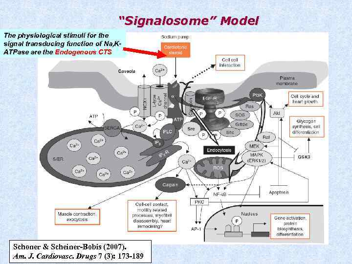 “Signalosome” Model The physiological stimuli for the signal transducing function of Na, KATPase are