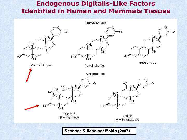 Endogenous Digitalis-Like Factors Identified in Human and Mammals Tissues Schoner & Scheiner-Bobis (2007) 