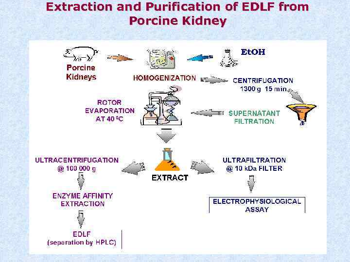 Extraction and Purification of EDLF from Porcine Kidney 