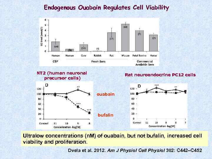 Endogenous Ouabain Regulates Cell Viability NT 2 (human neuronal precursor cells) Rat neuroendocrine PC