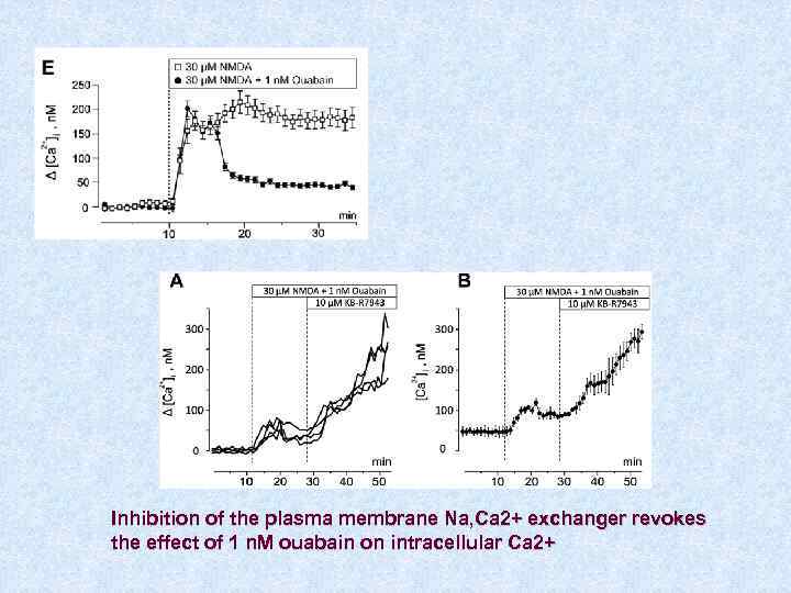 Inhibition of the plasma membrane Na, Ca 2+ exchanger revokes the effect of 1