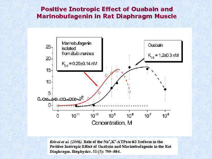 Positive Inotropic Effect of Ouabain and Marinobufagenin in Rat Diaphragm Muscle Krivoi et al.