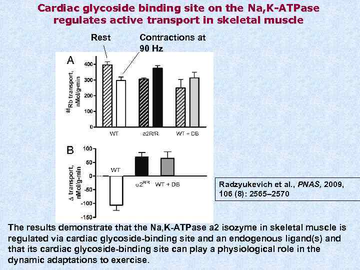 Cardiac glycoside binding site on the Na, K-ATPase regulates active transport in skeletal muscle