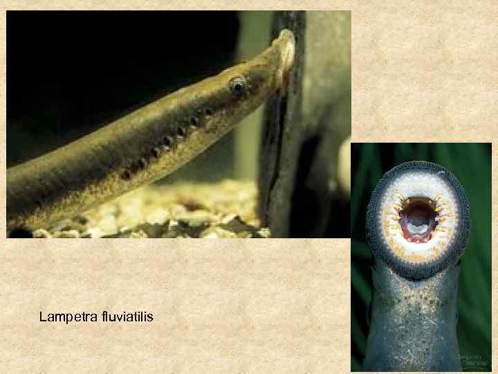 Lampetra fluviatilis 