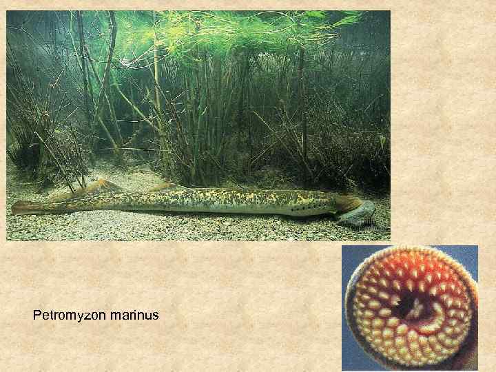 Petromyzon marinus 