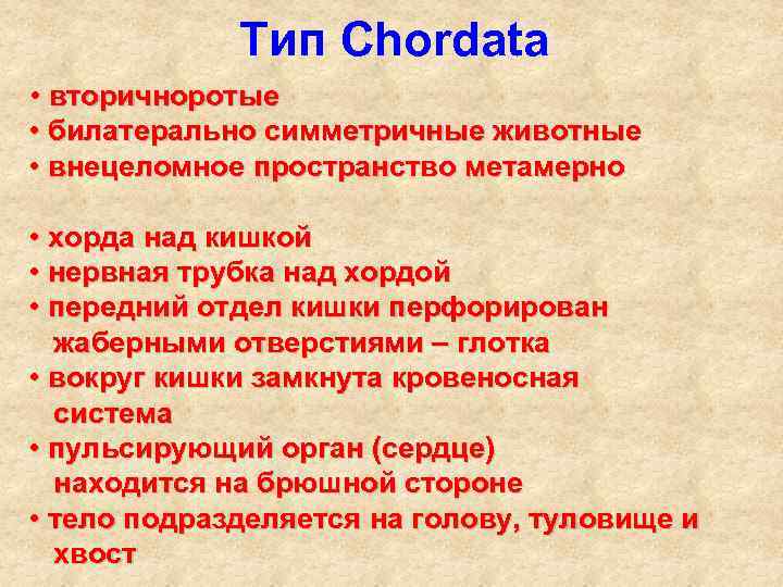 Тип Chordata • вторичноротые • билатерально симметричные животные • внецеломное пространство метамерно • хорда