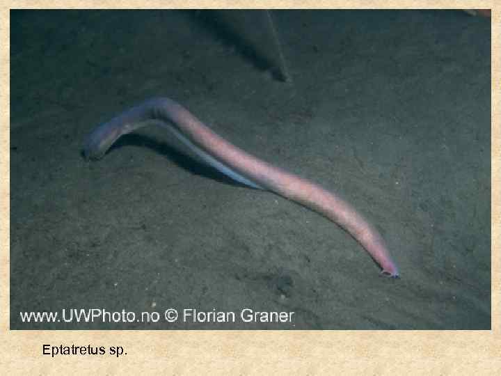 Eptatretus sp. 