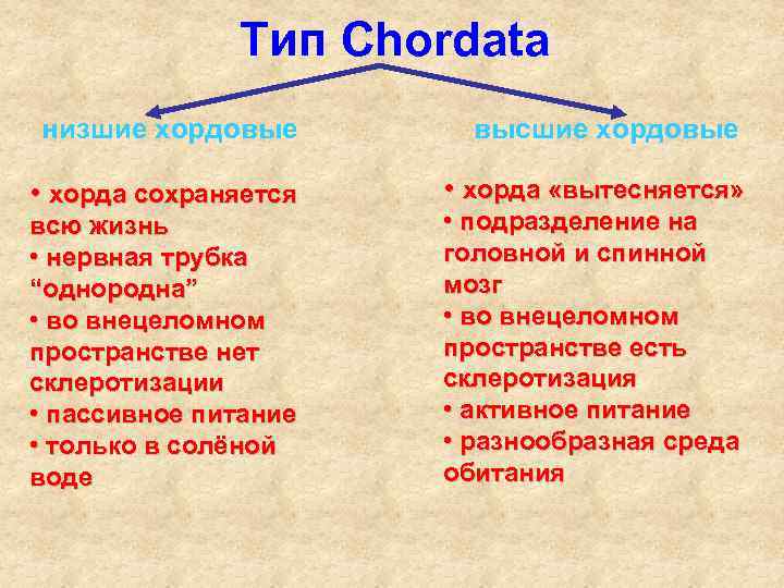 Тип Chordata низшие хордовые высшие хордовые • хорда сохраняется • хорда «вытесняется» всю жизнь