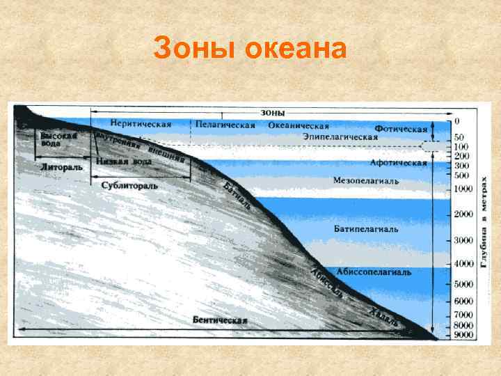 Зоны океана 