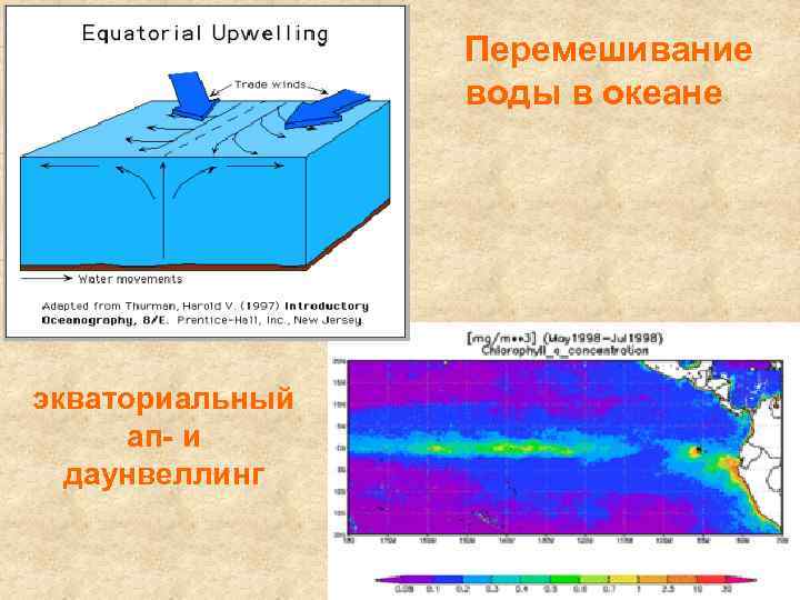 Перемешивание воды в океане экваториальный ап- и даунвеллинг 