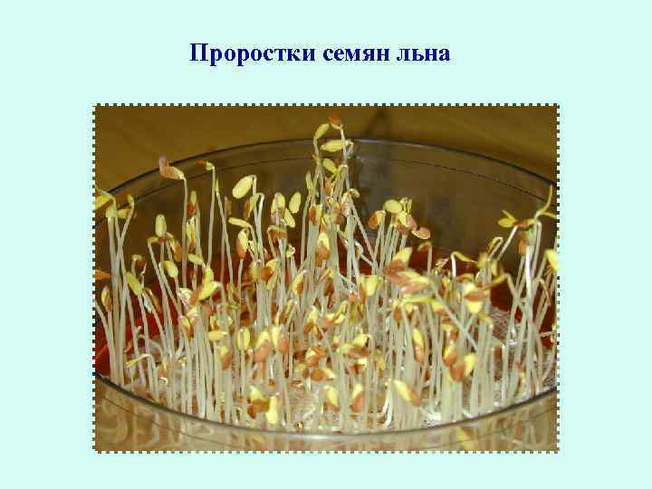 Проростки семян льна 