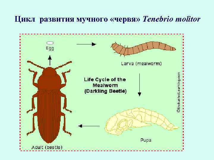 Цикл развития мучного «червя» Tenebrio molitor 