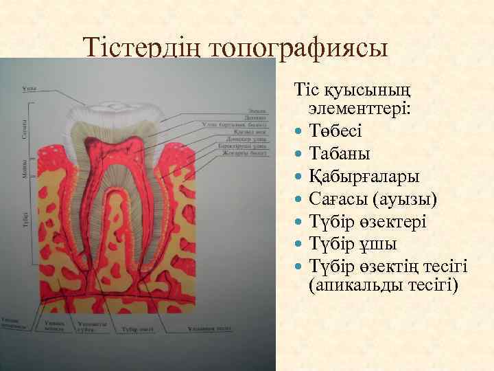 Тістердің топографиясы Тіс қуысының элементтері: Төбесі Табаны Қабырғалары Сағасы (ауызы) Түбір өзектері Түбір ұшы