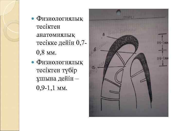 Физиологиялық тесіктен анатомиялық тесікке дейін 0, 70, 8 мм. Физиологиялық тесіктен түбір ұшына дейін
